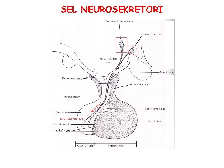 SEL NEUROSEKRETORI 
