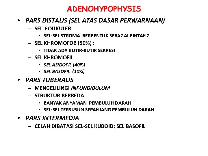 ADENOHYPOPHYSIS • PARS DISTALIS (SEL ATAS DASAR PERWARNAAN) – SEL FOLIKULER: • SEL-SEL STROMA