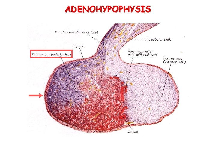 ADENOHYPOPHYSIS 