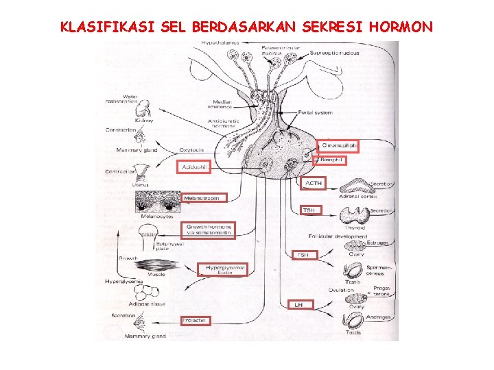 KLASIFIKASI SEL BERDASARKAN SEKRESI HORMON 