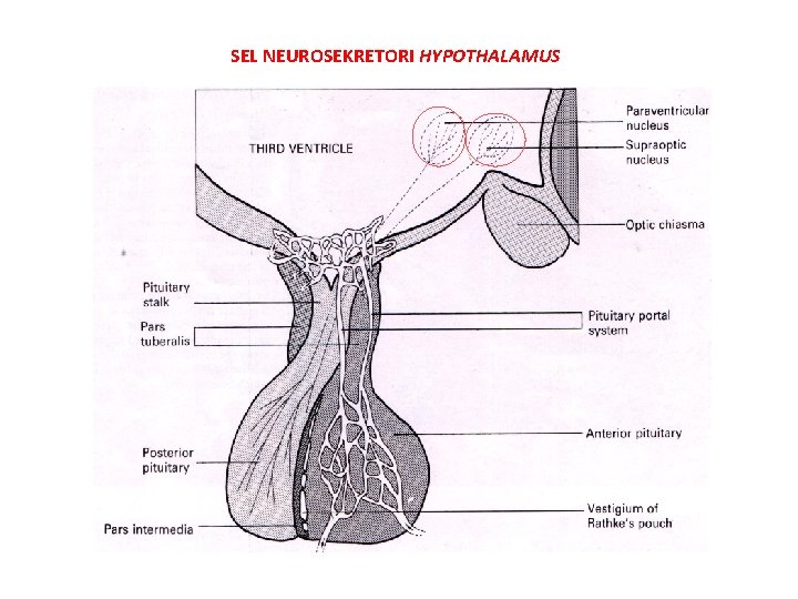 SEL NEUROSEKRETORI HYPOTHALAMUS 