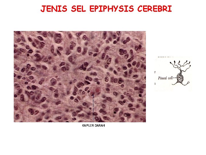 JENIS SEL EPIPHYSIS CEREBRI PINEALOSIT KAPILER DARAH 