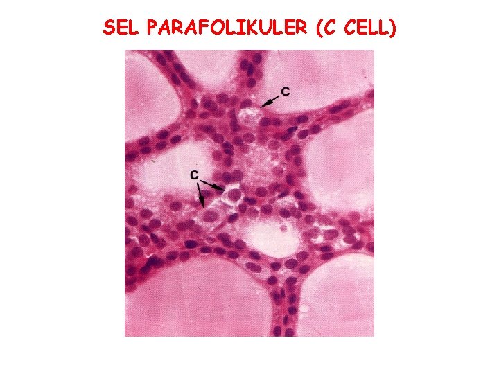 SEL PARAFOLIKULER (C CELL) 