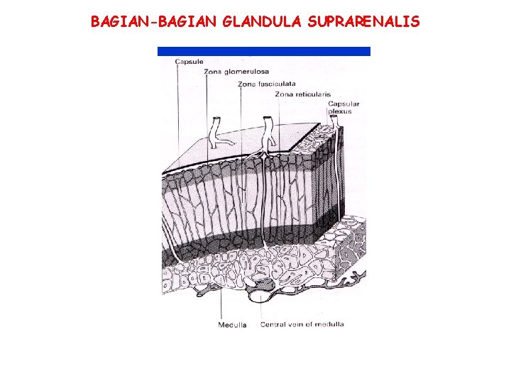 BAGIAN-BAGIAN GLANDULA SUPRARENALIS 