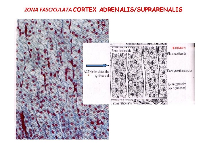 ZONA FASCICULATA CORTEX ADRENALIS/SUPRARENALIS HORMON 