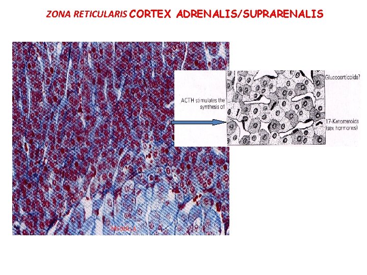 ZONA RETICULARIS CORTEX ADRENALIS/SUPRARENALIS MEDULLA 