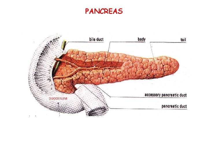 PANCREAS DUODENUM 