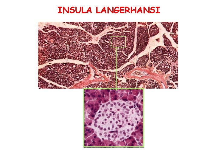 INSULA LANGERHANSI 