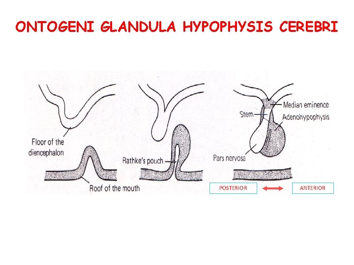 ONTOGENI GLANDULA HYPOPHYSIS CEREBRI POSTERIOR ANTERIOR 