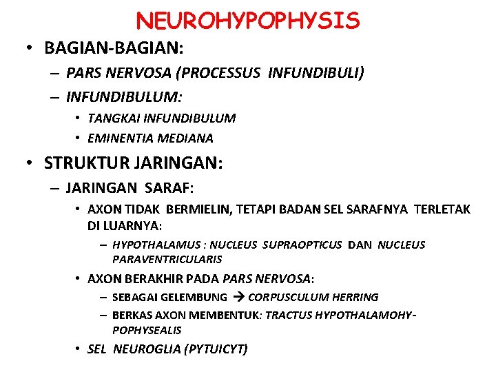 NEUROHYPOPHYSIS • BAGIAN-BAGIAN: – PARS NERVOSA (PROCESSUS INFUNDIBULI) – INFUNDIBULUM: • TANGKAI INFUNDIBULUM •