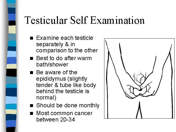 Testicular Self Examination n n Examine each testicle separately & in comparison to the