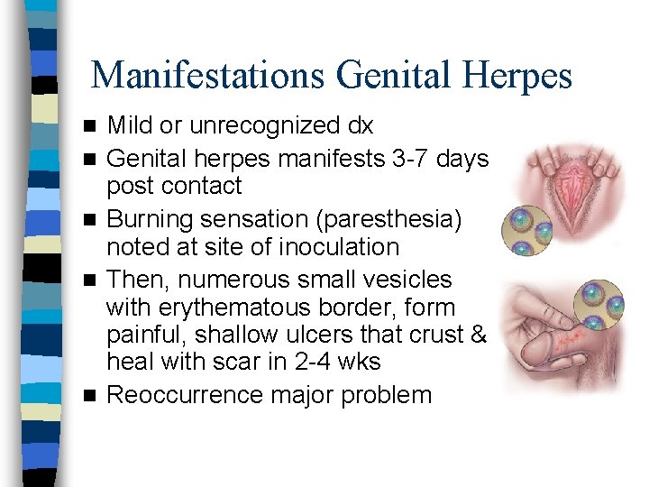 Manifestations Genital Herpes n n n Mild or unrecognized dx Genital herpes manifests 3