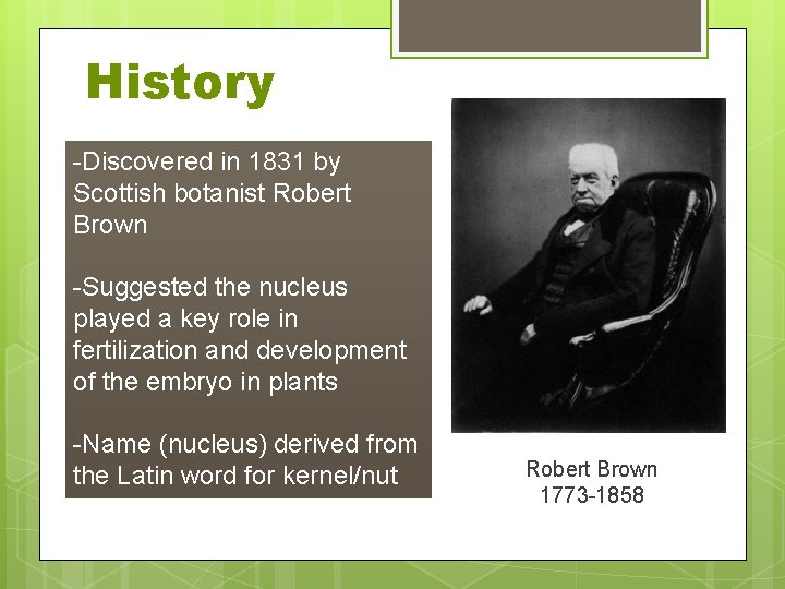 History -Discovered in 1831 by Scottish botanist Robert Brown -Suggested the nucleus played a
