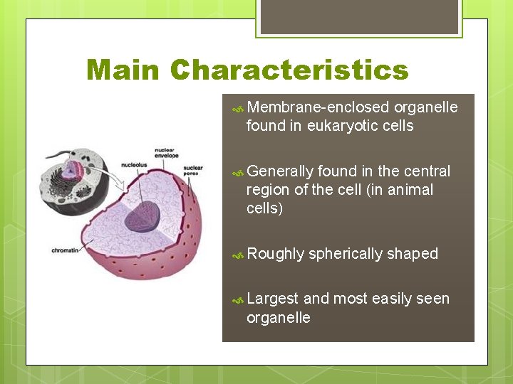 Main Characteristics Membrane-enclosed organelle found in eukaryotic cells Generally found in the central region