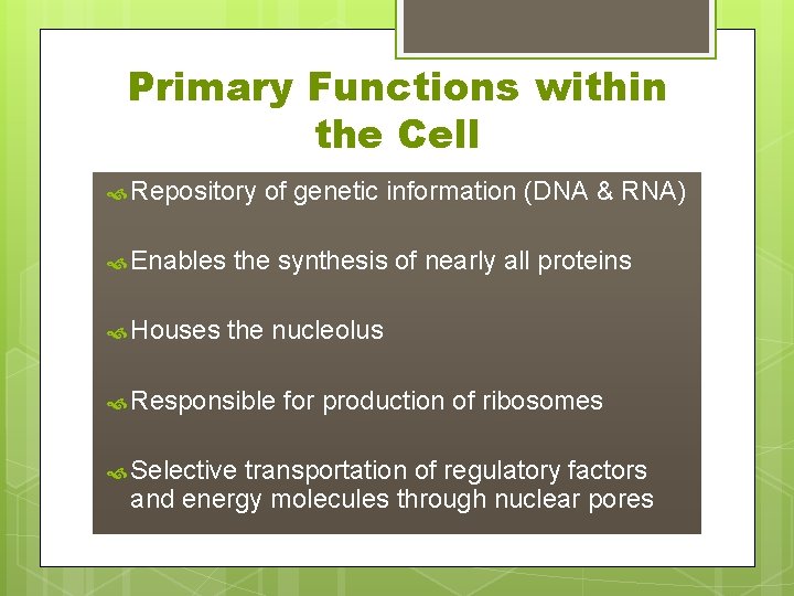 Primary Functions within the Cell Repository of genetic information (DNA & RNA) Enables the
