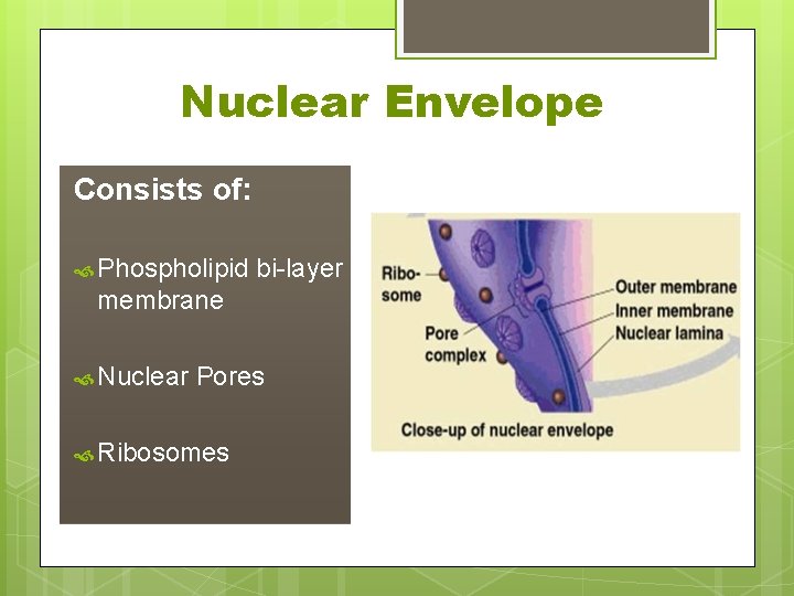 Nuclear Envelope Consists of: Phospholipid bi-layer membrane Nuclear Pores Ribosomes 