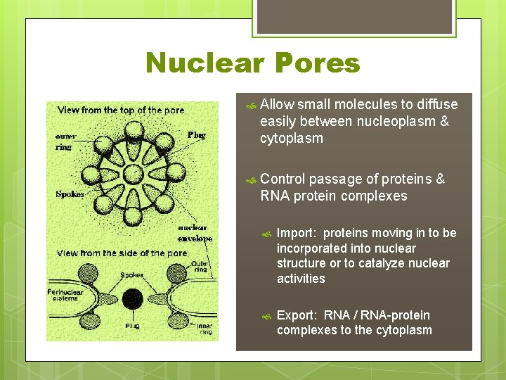 Nuclear Pores Allow small molecules to diffuse easily between nucleoplasm & cytoplasm Control passage