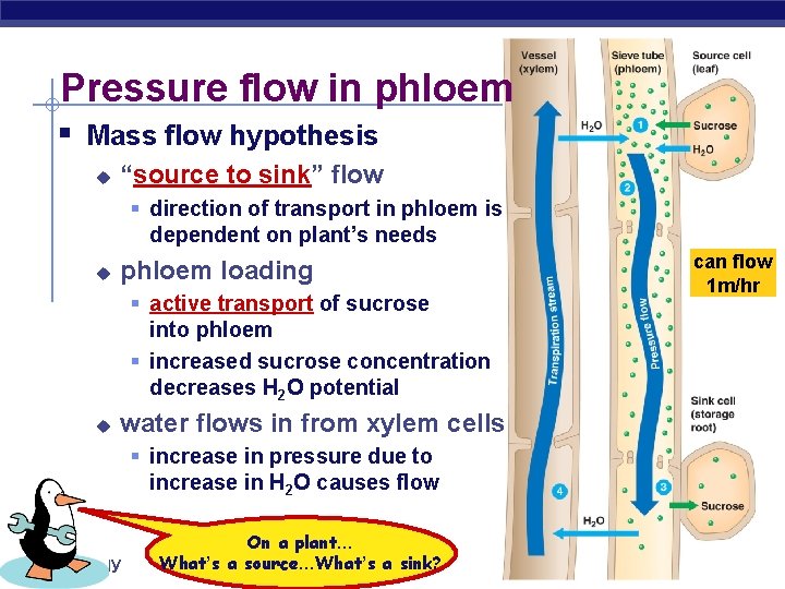 Pressure flow in phloem § Mass flow hypothesis u “source to sink” flow §