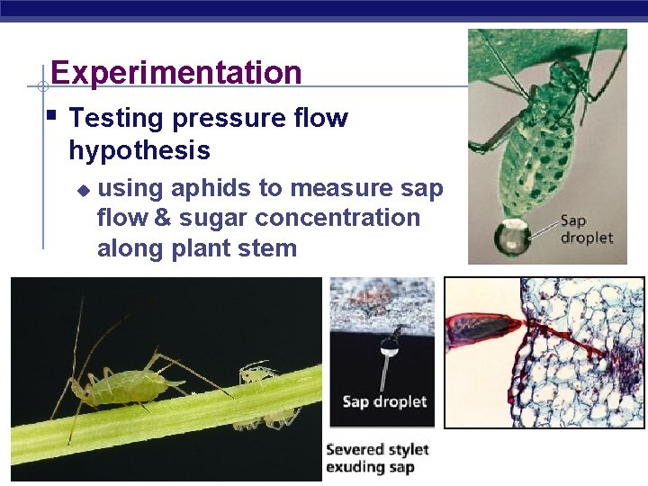 Experimentation § Testing pressure flow hypothesis u using aphids to measure sap flow &