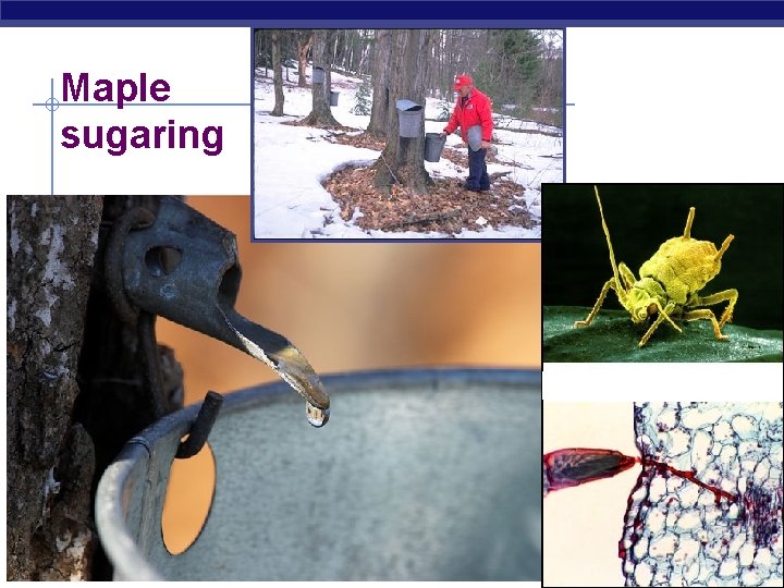 Maple sugaring AP Biology 