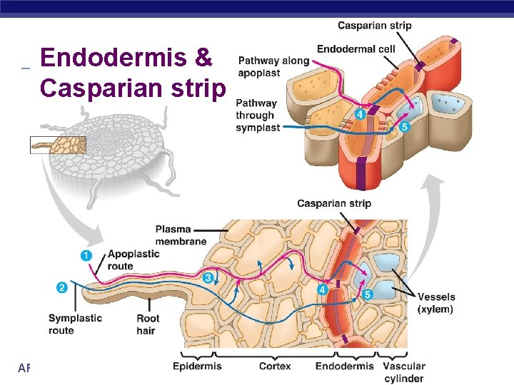 Endodermis & Casparian strip AP Biology 