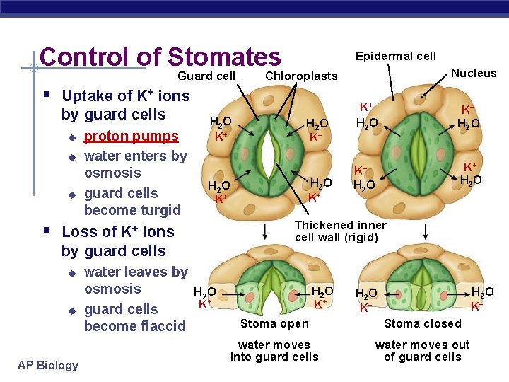 Control of Stomates Guard cell Epidermal cell § Uptake of K+ ions by guard