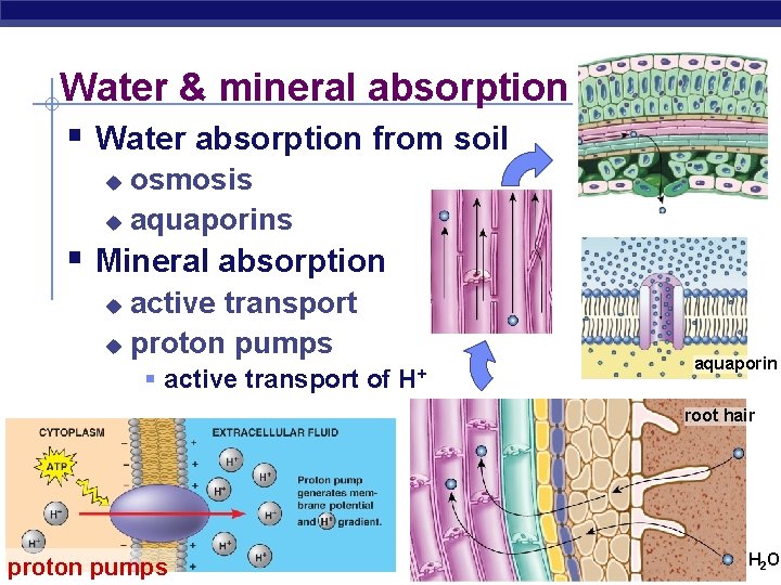 Water & mineral absorption § Water absorption from soil osmosis u aquaporins u §