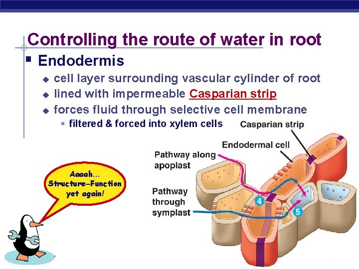 Controlling the route of water in root § Endodermis u u u cell layer