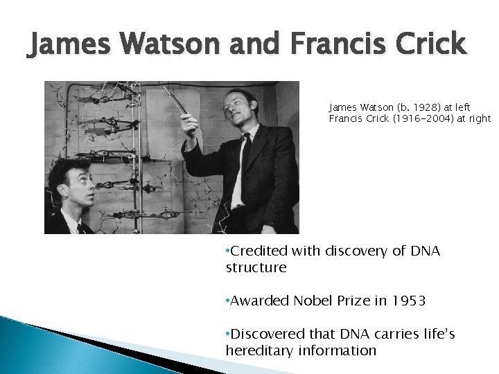James Watson and Francis Crick James Watson (b. 1928) at left Francis Crick (1916