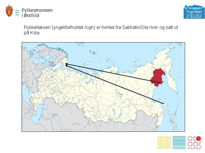 Pukkellaksen (yngel/befruktet rogn) er hentet fra Sakhalin/Ola river og satt ut på Kola 