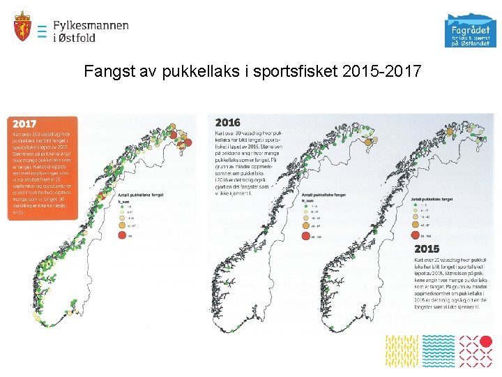 Fangst av pukkellaks i sportsfisket 2015 -2017 