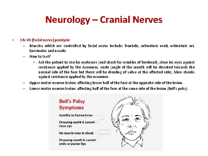 Neurology – Cranial Nerves • CN-VII (facial nerve) paralysis: – Muscles which are controlled