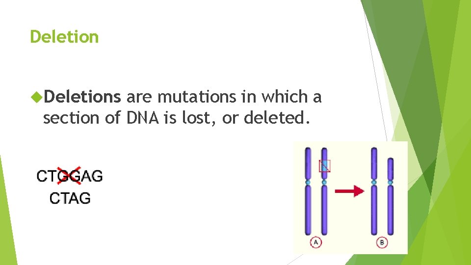 Deletions are mutations in which a section of DNA is lost, or deleted. 