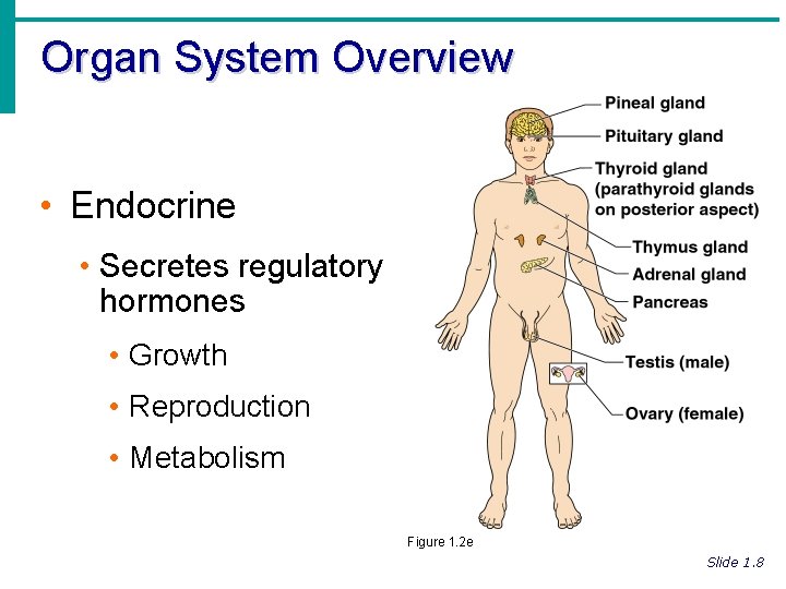 Organ System Overview • Endocrine • Secretes regulatory hormones • Growth • Reproduction •