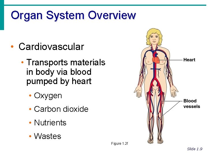 Organ System Overview • Cardiovascular • Transports materials in body via blood pumped by