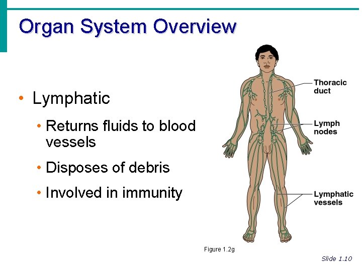 Organ System Overview • Lymphatic • Returns fluids to blood vessels • Disposes of