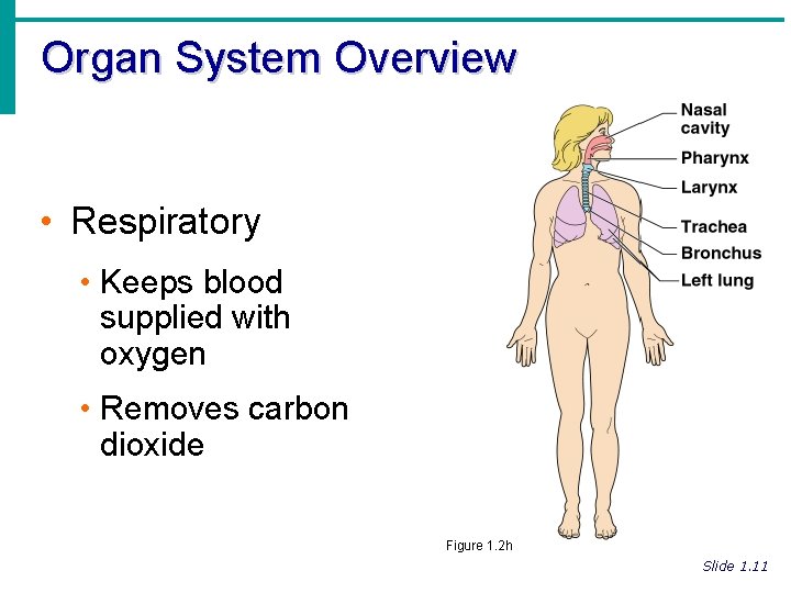 Organ System Overview • Respiratory • Keeps blood supplied with oxygen • Removes carbon