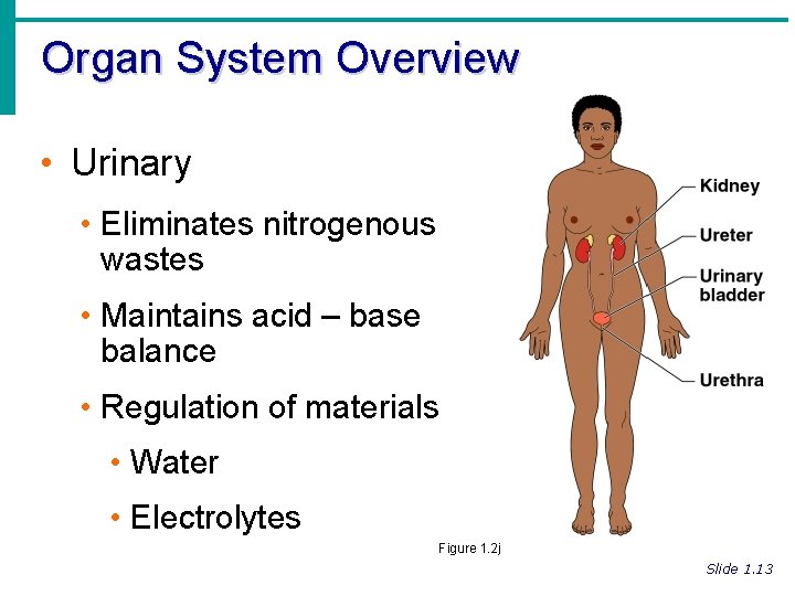 Organ System Overview • Urinary • Eliminates nitrogenous wastes • Maintains acid – base