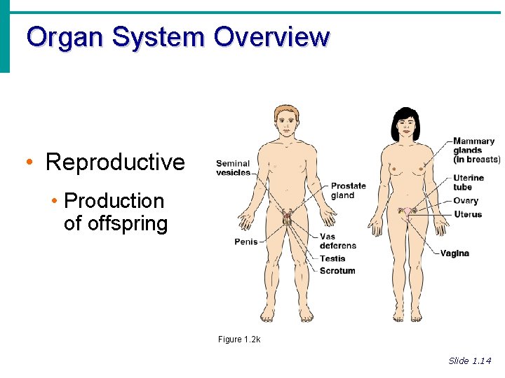 Organ System Overview • Reproductive • Production of offspring Figure 1. 2 k Slide