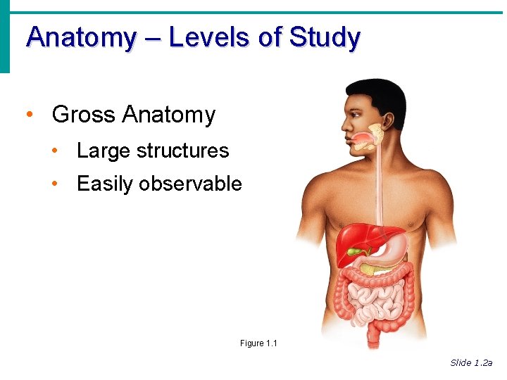 Anatomy – Levels of Study • Gross Anatomy • Large structures • Easily observable