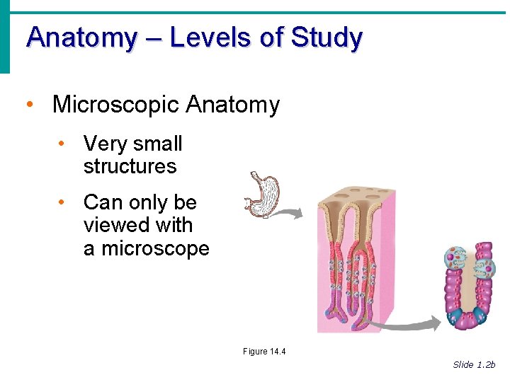 Anatomy – Levels of Study • Microscopic Anatomy • Very small structures • Can