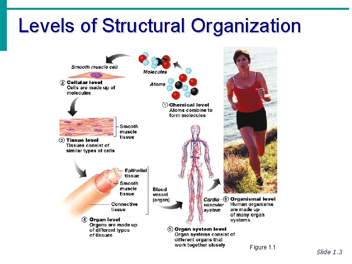 Levels of Structural Organization Figure 1. 1 Slide 1. 3 