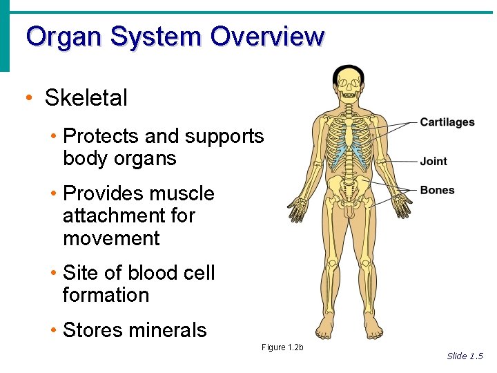 Organ System Overview • Skeletal • Protects and supports body organs • Provides muscle