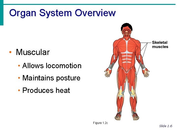 Organ System Overview • Muscular • Allows locomotion • Maintains posture • Produces heat