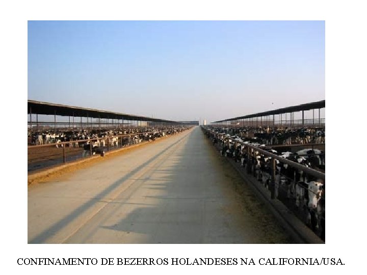 CONFINAMENTO DE BEZERROS HOLANDESES NA CALIFORNIA/USA. 