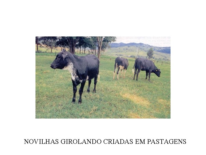 NOVILHAS GIROLANDO CRIADAS EM PASTAGENS 