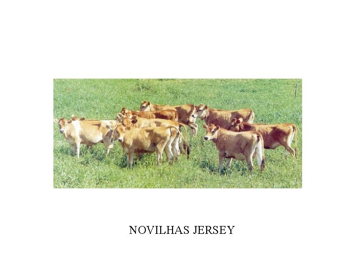 NOVILHAS JERSEY 