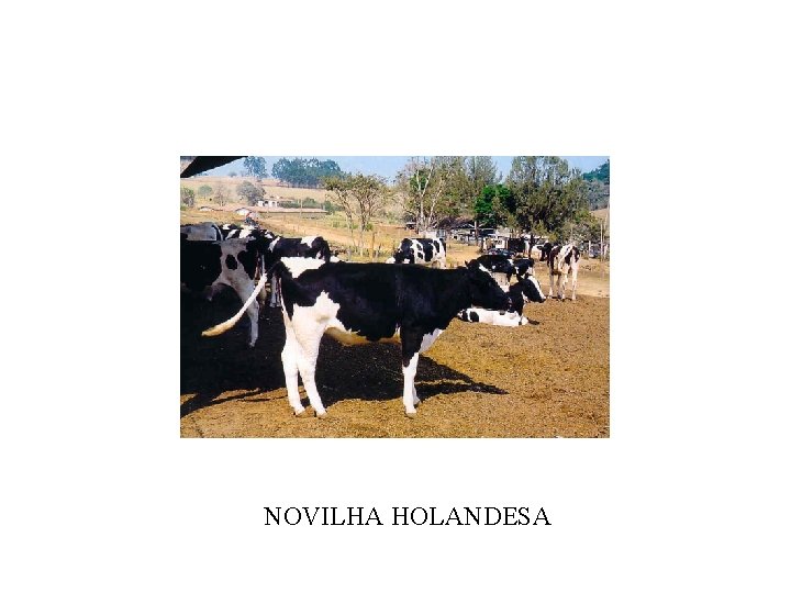 NOVILHA HOLANDESA 