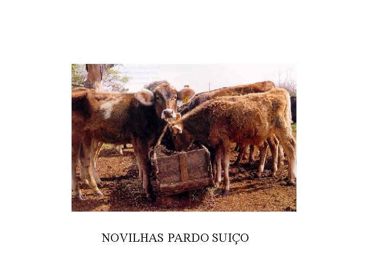 NOVILHAS PARDO SUIÇO 