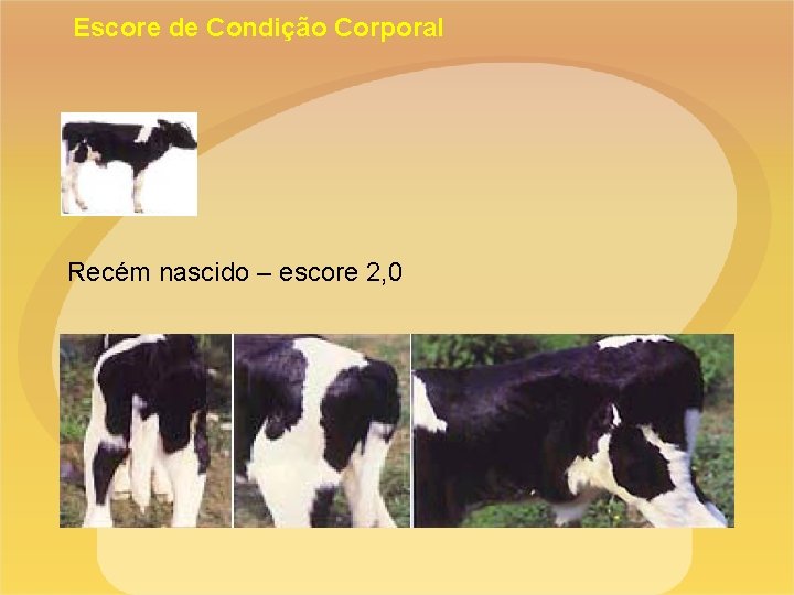 Escore de Condição Corporal Recém nascido – escore 2, 0 